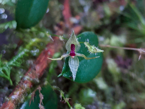 Trichosalpinx calceolaris