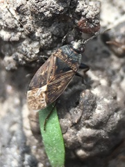 Sphragisticus nebulosus