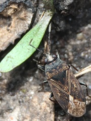 Sphragisticus nebulosus