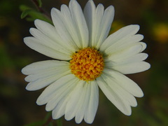 Layia pentachaeta albida