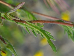 Layia pentachaeta albida