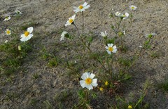 Layia pentachaeta albida