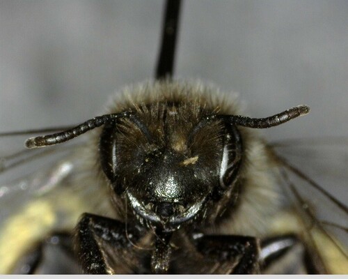 iNaturalist observation photo of Mining Bees