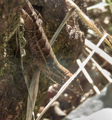 Anolis mccraniei