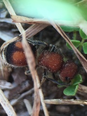 Pseudomethoca simillima