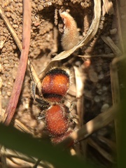 Pseudomethoca simillima