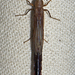 Raractocetus emarginatus - Photo (c) Vijay Anand Ismavel, some rights reserved (CC BY-NC-SA)