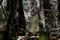 Odocoileus virginianus carminis