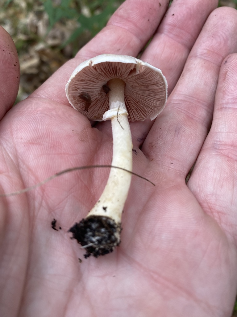 Agaricus Friesianus From Indiana Dunes National Park Portage In Us