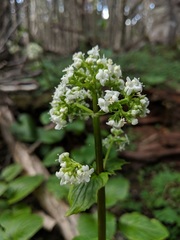 Valeriana lapathifolia
