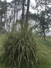 Cortaderia nitida