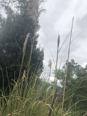 Cortaderia nitida
