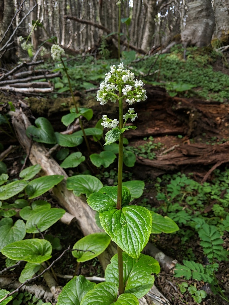 Valeriana