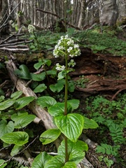 Valeriana lapathifolia