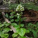 Valeriana lapathifolia - Photo (c) Pat Deacon, algunos derechos reservados (CC BY-NC), uploaded by Pat Deacon