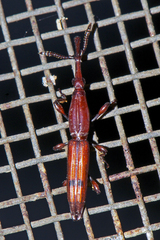 Trachelizini