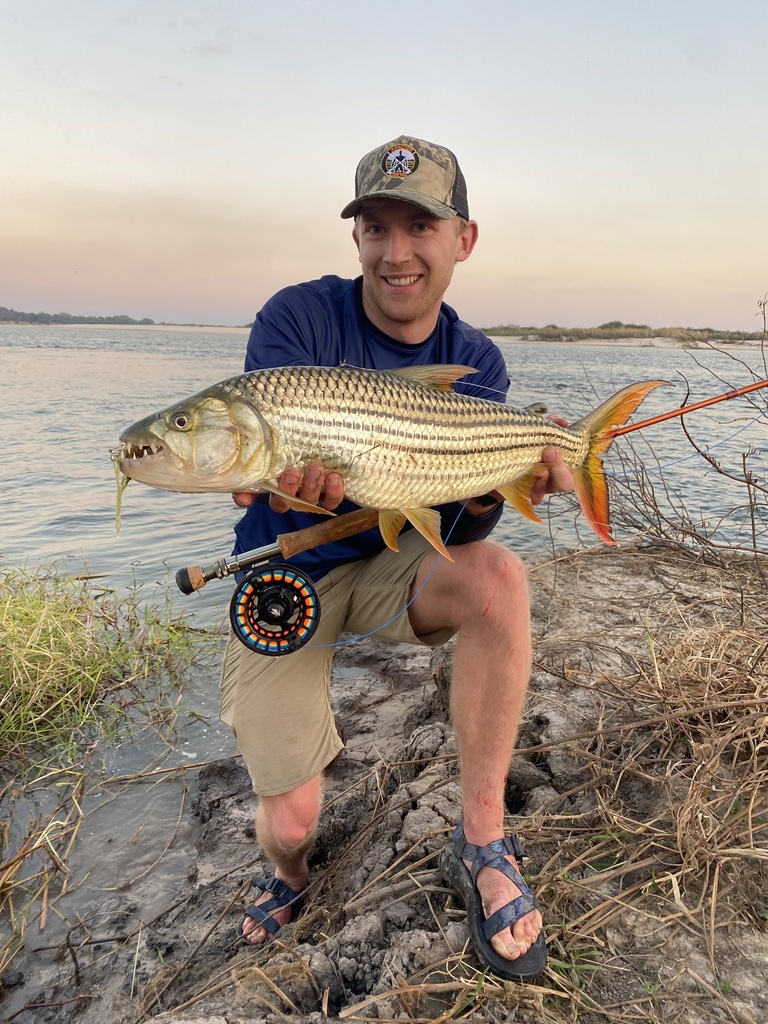 Afrikaanse tijgervis (Hydrocynus vittatus) — Alestidae