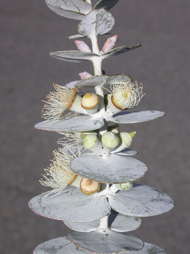Eucalyptus pulverulenta — a easy houseplant, prefers full sun light