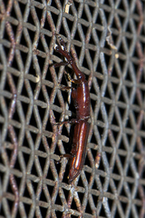Trachelizini