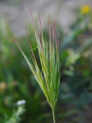 Bromus madritensis