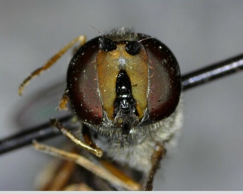 iNaturalist observation photo of Large-tailed Aphideater