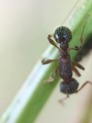 Myrmica latifrons
