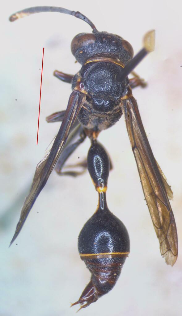 Zethus miscogaster