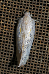 Lawana conspersa