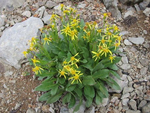 Elmer's ragwort (Senecio elmeri)