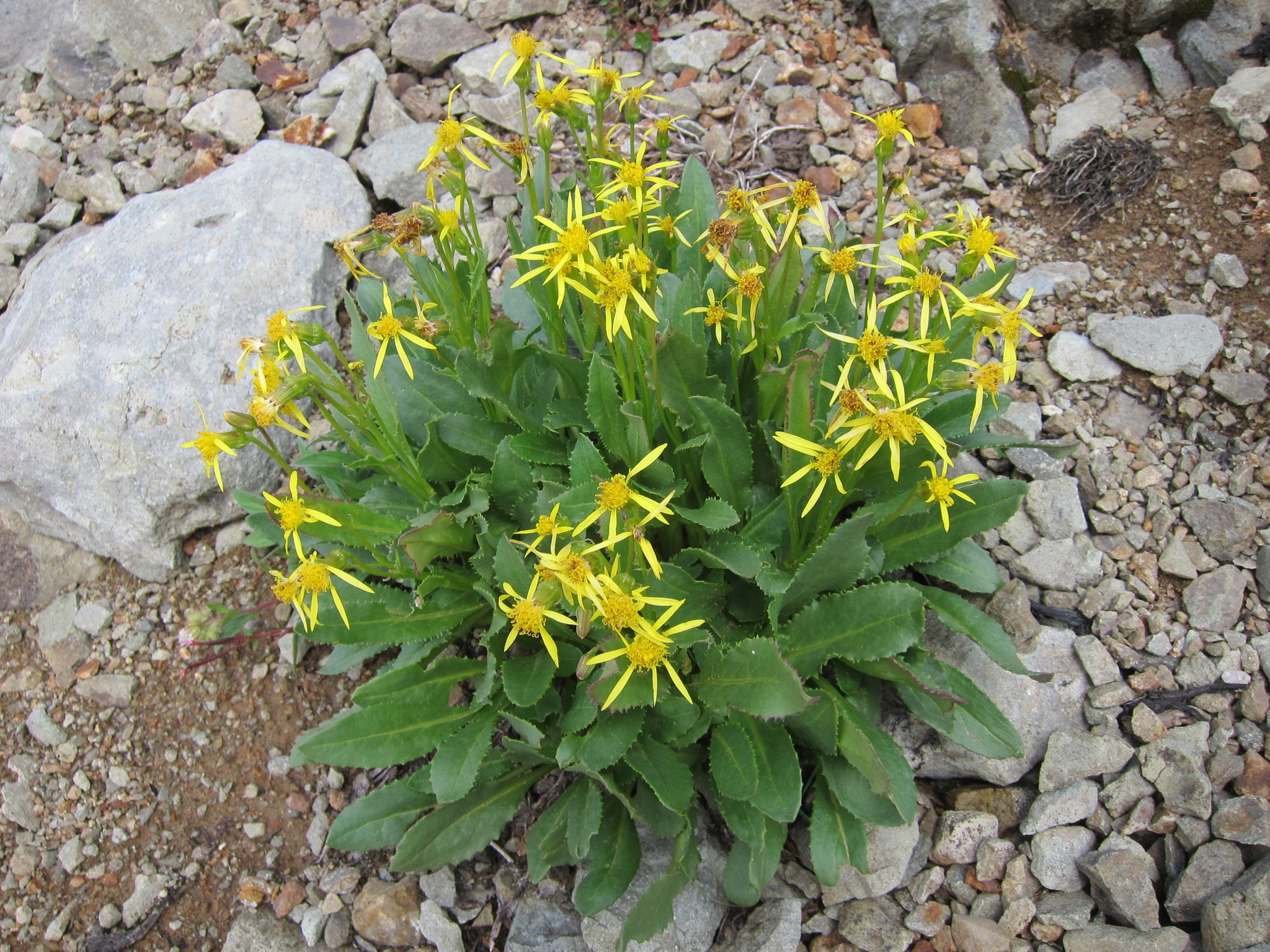 Senecio elmeri