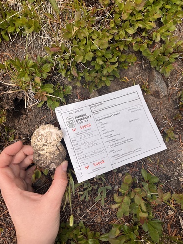 Amanita muscaria — (c) Alissa Iverson, some rights reserved (CC BY)