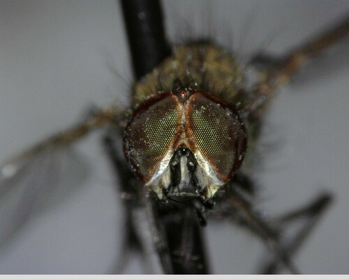 iNaturalist observation photo of Muscoid Flies