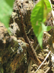 Anolis mccraniei