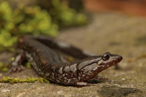 Spotted Dusky Salamander