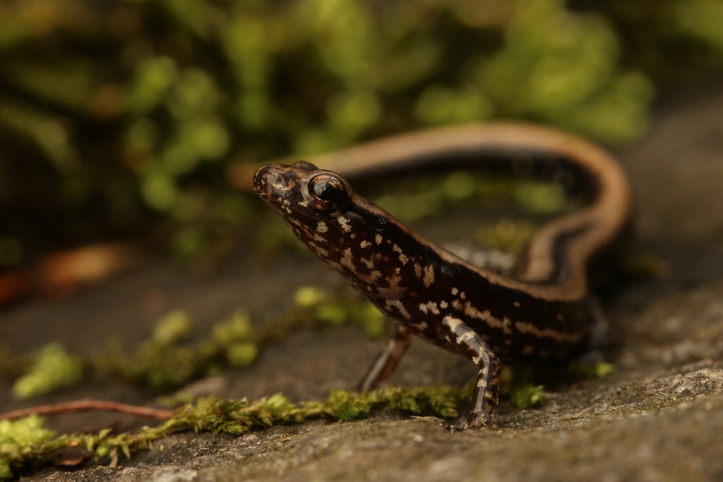Three-Lined Salamander