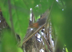 Ramphocaenus melanurus