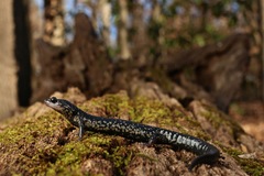 Northern Slimy Salamander photo 3