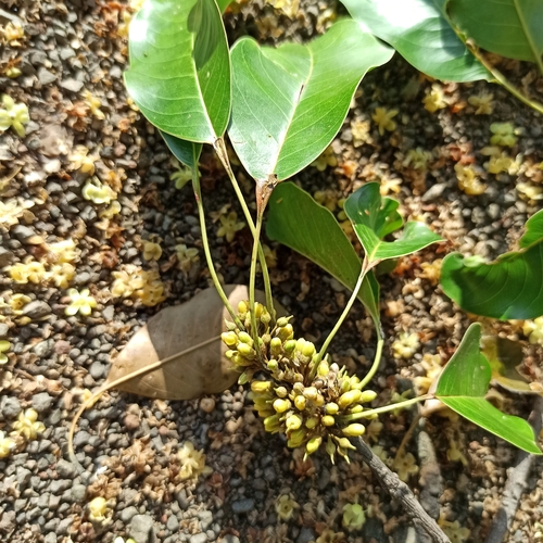 Sideroxylon capiri - Whole tree