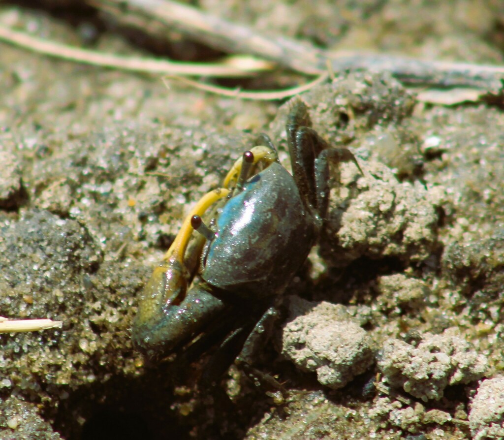 mud-fiddler-crab-from-accomack-county-va-usa-on-august-11-2023-at-08