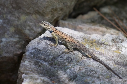 Yarrow's Spiny Lizard