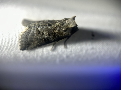 Spectacled Nettle Moth photo 5