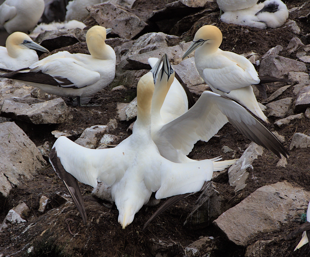 Northern Gannet From Newfoundland And Labrador Canada On July 30 2023 Northern gannet from newfoundland and labrador canada on july 30 2023