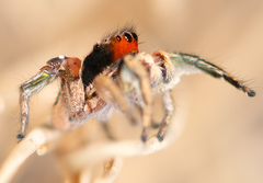 Habronattus pyrrithrix