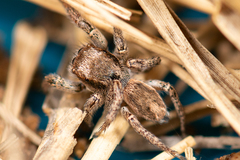 Habronattus pyrrithrix