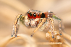 Habronattus pyrrithrix