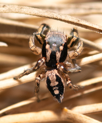 Habronattus pyrrithrix