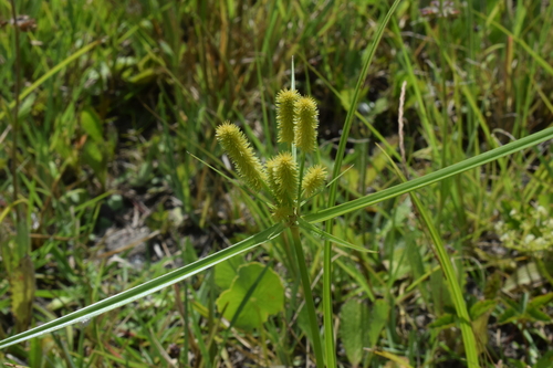 Cyperus ovatus, 2023-08-12