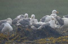 Larus argentatus image