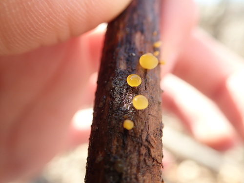 Lašelinis dakrimicis nuotrauka