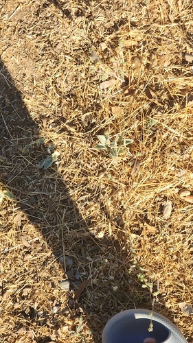 iNaturalist observation photo of turkey mullein